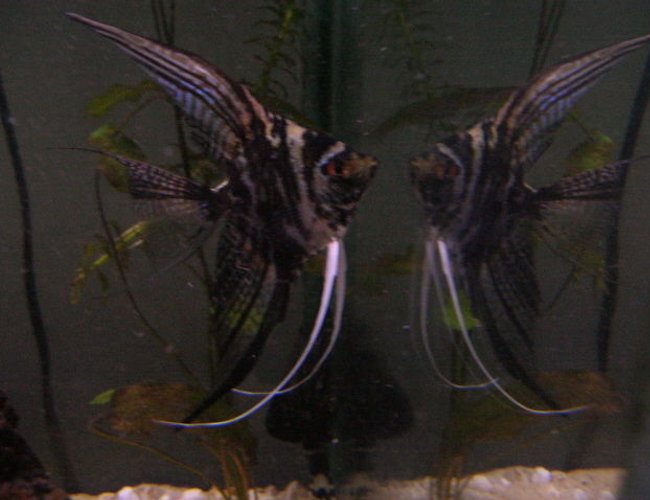 freshwater fish - pterophyllum sp. - marble veil angel stocking in 125 gallons tank - My angel fish. freshwater fish - pterophyllum sp. - marble veil angel stocking in 125 gallons tank - My angel fish.