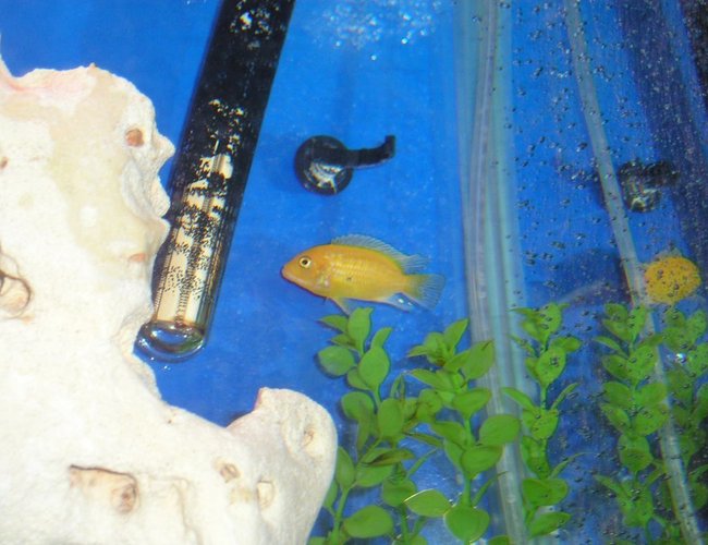 freshwater fish - pseudotropheus estherae - red zebra cichlid - Red Zebra Cichlid freshwater fish - pseudotropheus estherae - red zebra cichlid - Red Zebra Cichlid