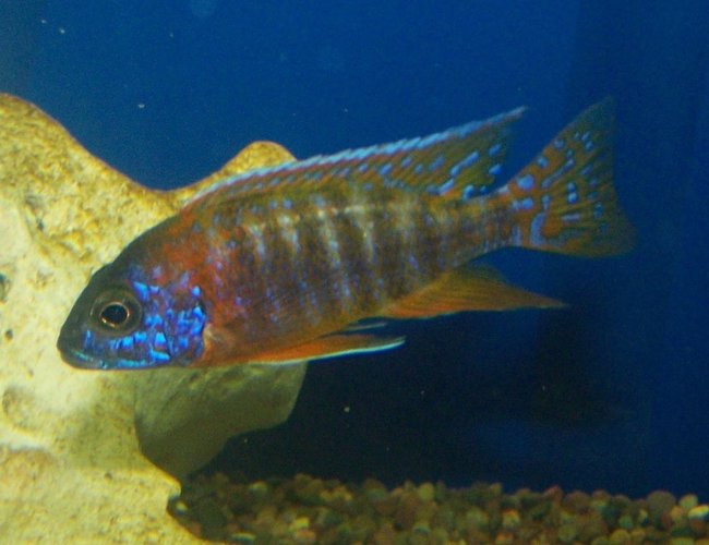 freshwater fish - aulonocara rubescens - ruby red peacock stocking in 125 gallons tank - Beautiful Peacock African Cichlid freshwater fish - aulonocara rubescens - ruby red peacock stocking in 125 gallons tank - Beautiful Peacock African Cichlid