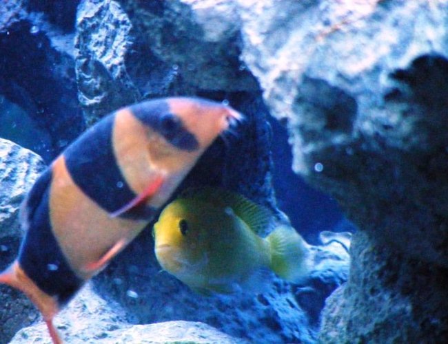 freshwater fish - botia macracantha - clown loach stocking in 55 gallons tank - Clownie the 2nd and Baby Yellow freshwater fish - botia macracantha - clown loach stocking in 55 gallons tank - Clownie the 2nd and Baby Yellow