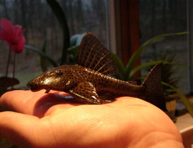 freshwater fish - glyptoperichthys gibbiceps - sailfin pleco (l-83) stocking in 125 gallons tank - My pleco freshwater fish - glyptoperichthys gibbiceps - sailfin pleco (l-83) stocking in 125 gallons tank - My pleco