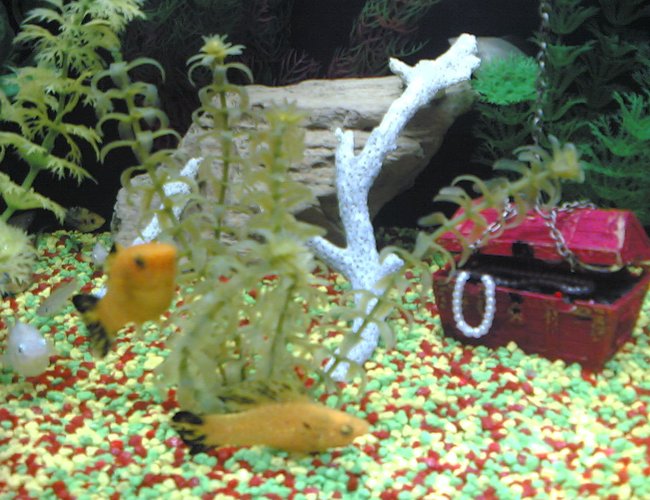 freshwater fish - poecilia latipinna - balloon molly stocking in 12 gallons tank - twin mollies. one male and one female. freshwater fish - poecilia latipinna - balloon molly stocking in 12 gallons tank - twin mollies. one male and one female.