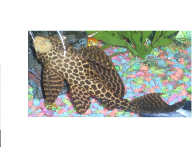 freshwater fish - glyptoperichthys gibbiceps - sailfin pleco (l-83) stocking in 110 gallons tank - Sailfin Gibbiceps Pleco freshwater fish - glyptoperichthys gibbiceps - sailfin pleco (l-83) stocking in 110 gallons tank - Sailfin Gibbiceps Pleco