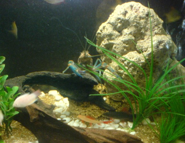 freshwater fish - macropodus opercularis - albino paradise stocking in 130 gallons tank - Electric blue lobster with an albino red tail shark and a black red tail.silhouettes of batfish and albino paradise fish freshwater fish - macropodus opercularis - albino paradise stocking in 130 gallons tank - Electric blue lobster with an albino red tail shark and a black red tail.silhouettes of batfish and albino paradise fish