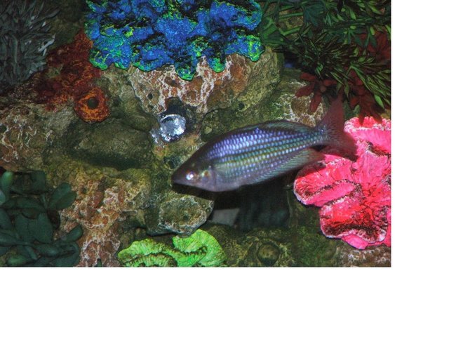 freshwater fish - melanotaenia praecox - praecox rainbow stocking in 110 gallons tank - rainbow fish freshwater fish - melanotaenia praecox - praecox rainbow stocking in 110 gallons tank - rainbow fish