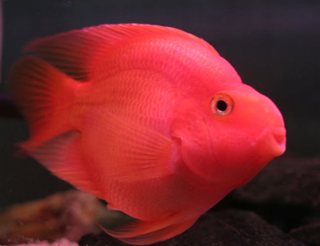 freshwater fish - heros severus x amphilophus citrinellum - blood parrot stocking in 75 gallons tank - pOOyan's other parrot freshwater fish - heros severus x amphilophus citrinellum - blood parrot stocking in 75 gallons tank - pOOyan's other parrot