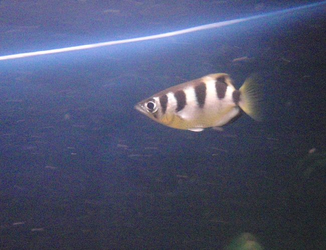 freshwater fish - toxotes jaculatrix - archer fish stocking in 60 gallons tank - Archerfish hunting. freshwater fish - toxotes jaculatrix - archer fish stocking in 60 gallons tank - Archerfish hunting.
