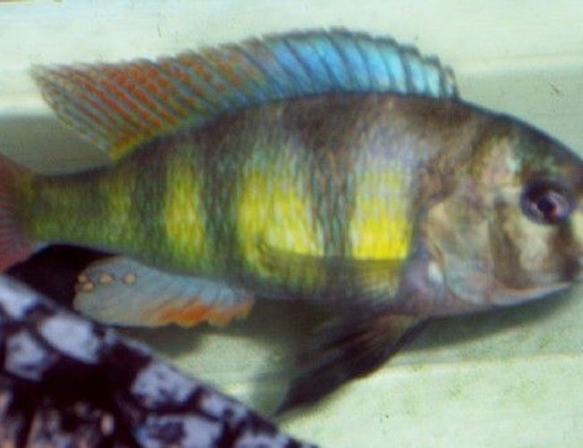 freshwater fish - pundamilia nyererei - nyererei hap stocking in 75 gallons tank - Peacock cichlid. freshwater fish - pundamilia nyererei - nyererei hap stocking in 75 gallons tank - Peacock cichlid.