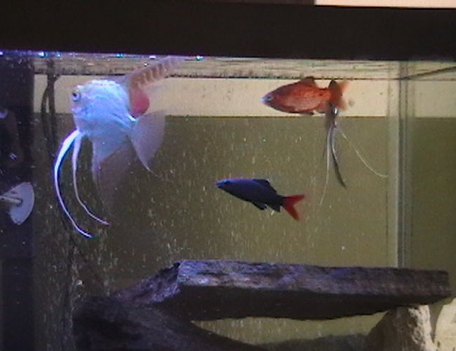 freshwater fish - epalzeorhynchos bicolor - redtail shark stocking in 29 gallons tank - better fish picture freshwater fish - epalzeorhynchos bicolor - redtail shark stocking in 29 gallons tank - better fish picture