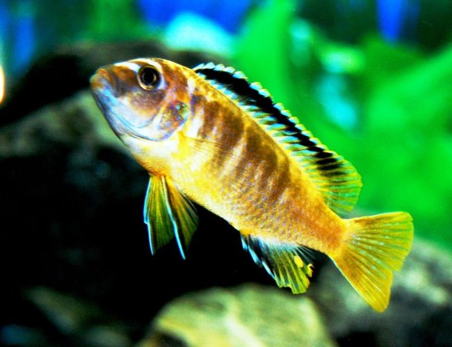freshwater fish - pseudotropheus crabro - bumblebee cichlid stocking in 20 gallons tank - my cichlid of unknown name? some one please help mme out. NOT A YELLOW LAB freshwater fish - pseudotropheus crabro - bumblebee cichlid stocking in 20 gallons tank - my cichlid of unknown name? some one please help mme out. NOT A YELLOW LAB