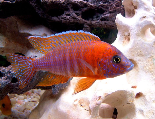 freshwater fish - aulonocara rubescens - ruby red peacock stocking in 55 gallons tank - Red Peacock, manual, micro mode, overhead lighting. freshwater fish - aulonocara rubescens - ruby red peacock stocking in 55 gallons tank - Red Peacock, manual, micro mode, overhead lighting.