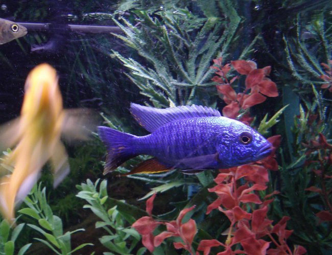 freshwater fish - sciaenochromis fryeri - electric blue hap stocking in 90 gallons tank - Good picture of my Blue Ahli freshwater fish - sciaenochromis fryeri - electric blue hap stocking in 90 gallons tank - Good picture of my Blue Ahli