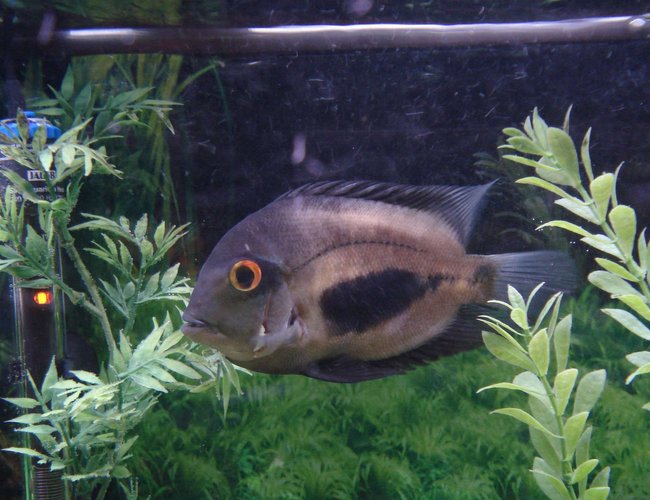 freshwater fish - uara amphiacanthoides - uaru cichlid stocking in 90 gallons tank - My Uaru slicked back and ready to roll freshwater fish - uara amphiacanthoides - uaru cichlid stocking in 90 gallons tank - My Uaru slicked back and ready to roll