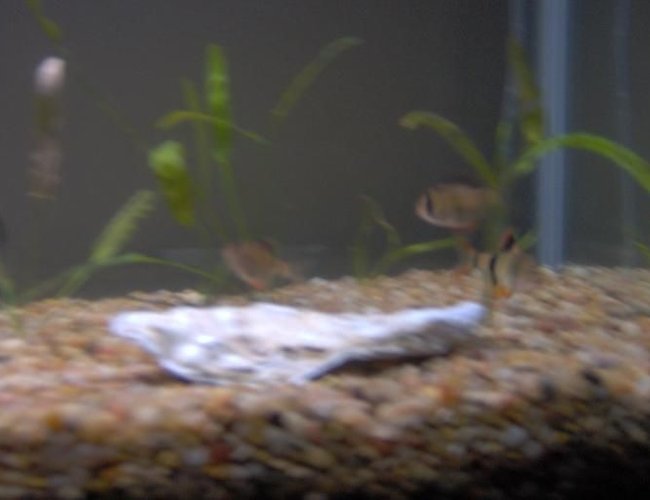 freshwater fish - puntius tetrazona - tiger barb stocking in 38 gallons tank - My 38 Gallon Fish Tank, 6 Tiger Barbs, 2 Green Tiger Barbs, One White Cloud Minnow, and a Gold Chinese Algae Eater. I'm using a Marineland C-Series Multi Stage Canister Filter C-220, the best fiter out there. I personaly think this filter is better then the Eheim, because it allows no bypass, it forces the water through the filter media trays and not around them, all the other canisters allow 40% to 60% freshwater fish - puntius tetrazona - tiger barb stocking in 38 gallons tank - My 38 Gallon Fish Tank, 6 Tiger Barbs, 2 Green Tiger Barbs, One White Cloud Minnow, and a Gold Chinese Algae Eater. I'm using a Marineland C-Series Multi Stage Canister Filter C-220, the best fiter out there. I personaly think this filter is better then the Eheim, because it allows no bypass, it forces the water through the filter media trays and not around them, all the other canisters allow 40% to 60%