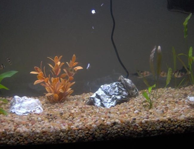 freshwater fish - puntius tetrazona - tiger barb stocking in 38 gallons tank - My 38 Gallon Fish Tank, 6 Tiger Barbs, 2 Green Tiger Barbs, One White Cloud Minnow, and a Gold Chinese Algae Eater. I'm using a Marineland C-Series Multi Stage Canister Filter C-220, the best fiter out there. I personaly think this filter is better then the Eheim, because it allows no bypass, it forces the water through the filter media trays and not around them, all the other canisters allow 40% to 60% freshwater fish - puntius tetrazona - tiger barb stocking in 38 gallons tank - My 38 Gallon Fish Tank, 6 Tiger Barbs, 2 Green Tiger Barbs, One White Cloud Minnow, and a Gold Chinese Algae Eater. I'm using a Marineland C-Series Multi Stage Canister Filter C-220, the best fiter out there. I personaly think this filter is better then the Eheim, because it allows no bypass, it forces the water through the filter media trays and not around them, all the other canisters allow 40% to 60%
