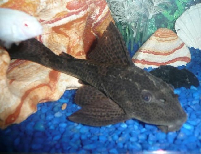freshwater fish - glyptoperichthys gibbiceps - sailfin pleco (l-83) stocking in 75 gallons tank - This is my Pleco named Juggernaut! freshwater fish - glyptoperichthys gibbiceps - sailfin pleco (l-83) stocking in 75 gallons tank - This is my Pleco named Juggernaut!