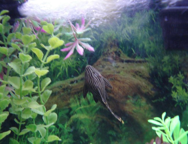 freshwater fish - panaque nigrolineatus - gold royal pleco (l-027) stocking in 90 gallons tank - My Royal Pleco getting some dinner. freshwater fish - panaque nigrolineatus - gold royal pleco (l-027) stocking in 90 gallons tank - My Royal Pleco getting some dinner.
