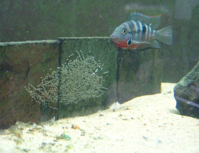 freshwater fish - thorichthys meeki - firemouth cichlid stocking in 220 gallons tank - Thorichthys meeki female with eggs. freshwater fish - thorichthys meeki - firemouth cichlid stocking in 220 gallons tank - Thorichthys meeki female with eggs.