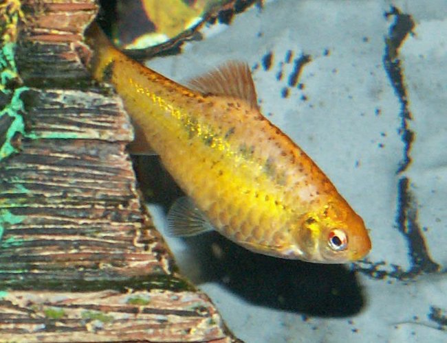 freshwater fish - puntius sachsii - gold barb stocking in 110 gallons tank - Gold Barb freshwater fish - puntius sachsii - gold barb stocking in 110 gallons tank - Gold Barb