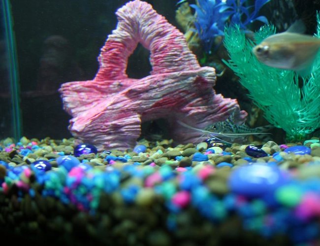 freshwater fish - gymnocorymbus sp. - black skirt tetra stocking in 43 gallons tank - Picture of 3rd Catfish hiding under the rock. freshwater fish - gymnocorymbus sp. - black skirt tetra stocking in 43 gallons tank - Picture of 3rd Catfish hiding under the rock.