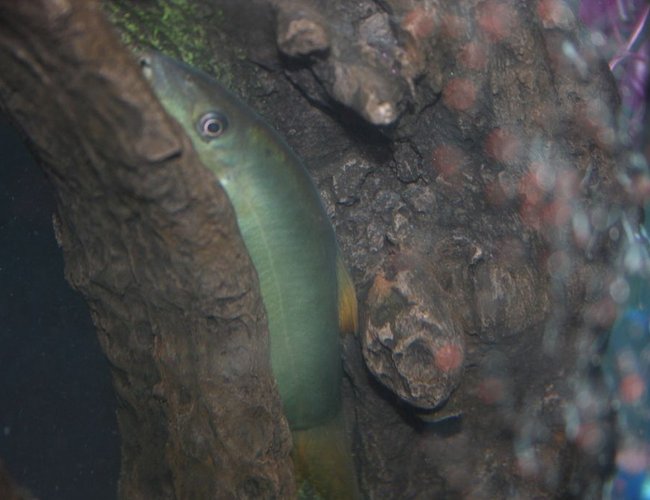 freshwater fish - botia modesta - redtail botia loach stocking in 43 gallons tank - This guy is my Loach. I was weary of him at first because he ate our Glo-Fish the first two nights I had the 43, but he is a beautiful fish when he does come out. While the other fish are eating on flakes and pellets he is fine dining it on Shrimp Cocktail. freshwater fish - botia modesta - redtail botia loach stocking in 43 gallons tank - This guy is my Loach. I was weary of him at first because he ate our Glo-Fish the first two nights I had the 43, but he is a beautiful fish when he does come out. While the other fish are eating on flakes and pellets he is fine dining it on Shrimp Cocktail.