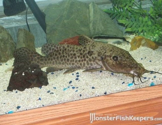freshwater fish - auchenoglanis occidentalis - giraffe nosed catfish stocking in 110 gallons tank - my 18in giraffe catfish freshwater fish - auchenoglanis occidentalis - giraffe nosed catfish stocking in 110 gallons tank - my 18in giraffe catfish