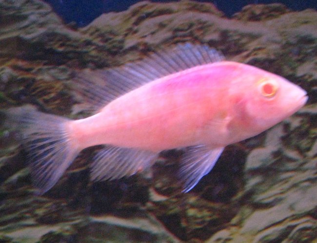 freshwater fish - aulonocara sp. - strawberry peacock cichlid stocking in 55 gallons tank - Smallest of the 5 strawberry peacocks freshwater fish - aulonocara sp. - strawberry peacock cichlid stocking in 55 gallons tank - Smallest of the 5 strawberry peacocks