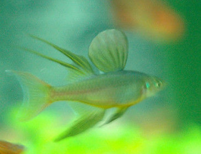 freshwater fish - iriatherina werneri - threadfin rainbow stocking in 85 gallons tank - Threadfin Rainbow Fish freshwater fish - iriatherina werneri - threadfin rainbow stocking in 85 gallons tank - Threadfin Rainbow Fish