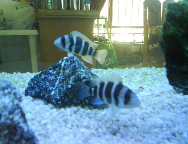 freshwater fish - cyphotilapia frontosa - frontosa cichlid stocking in 120 gallons tank - My 2 Young C.Frontosa. freshwater fish - cyphotilapia frontosa - frontosa cichlid stocking in 120 gallons tank - My 2 Young C.Frontosa.