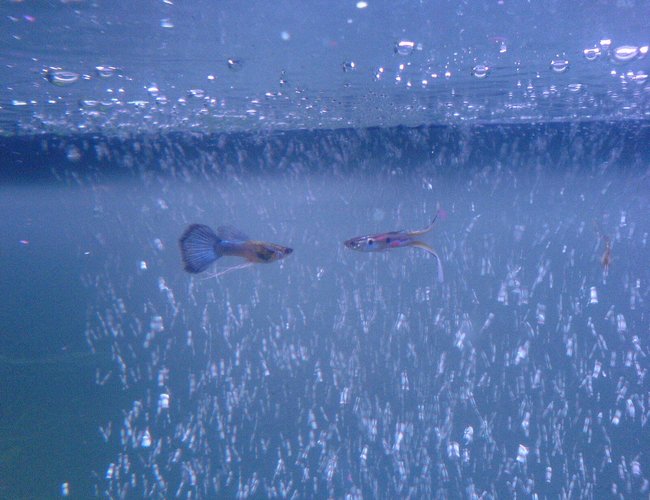 freshwater fish - poecilia reticulata - neon blue tux guppy stocking in 52 gallons tank - 2 male Guppies freshwater fish - poecilia reticulata - neon blue tux guppy stocking in 52 gallons tank - 2 male Guppies