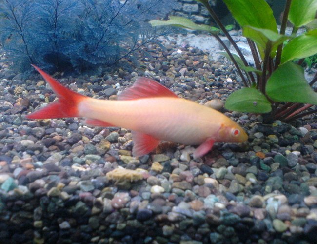 freshwater fish - epalzeorhynchos frenatus - albino rainbow shark stocking in 52 gallons tank - Albino Shark freshwater fish - epalzeorhynchos frenatus - albino rainbow shark stocking in 52 gallons tank - Albino Shark