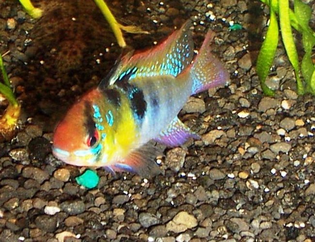 freshwater fish - papiliochromis ramirezi - german blue ram stocking in 125 gallons tank - my blue ram freshwater fish - papiliochromis ramirezi - german blue ram stocking in 125 gallons tank - my blue ram