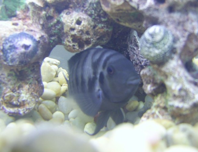 freshwater fish - archocentrus nigrofasciatus - black convict cichlid stocking in 55 gallons tank - Convict Cichlid freshwater fish - archocentrus nigrofasciatus - black convict cichlid stocking in 55 gallons tank - Convict Cichlid