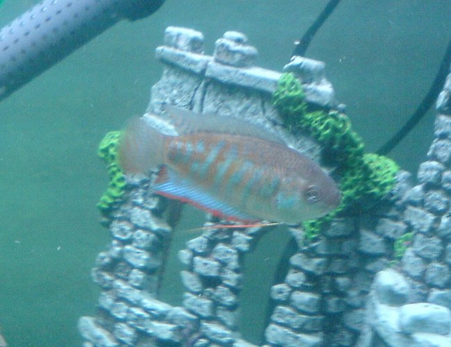 freshwater fish - colisa fasciata - giant gourami stocking in 52 gallons tank - Indian Banned gourami freshwater fish - colisa fasciata - giant gourami stocking in 52 gallons tank - Indian Banned gourami