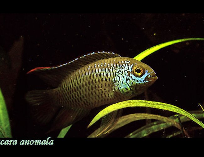 freshwater fish - nannacara anomala - golden dwarf cichlid stocking in 15 gallons tank - Nannacara anomala (male) freshwater fish - nannacara anomala - golden dwarf cichlid stocking in 15 gallons tank - Nannacara anomala (male)