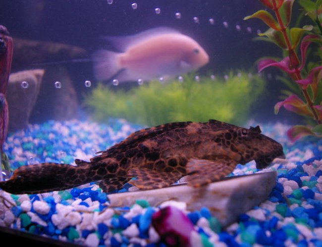freshwater fish - glyptoperichthys gibbiceps - sailfin pleco (l-83) stocking in 75 gallons tank - marble sailfin pleco freshwater fish - glyptoperichthys gibbiceps - sailfin pleco (l-83) stocking in 75 gallons tank - marble sailfin pleco