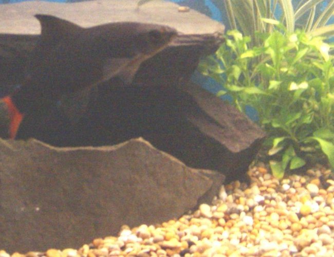 freshwater fish - epalzeorhynchos bicolor - redtail shark stocking in 90 gallons tank - Red Tail Shark
bit of a bully and likes caves
his name is bruce after the shark in finding nemo ( my daughter named him) tho im not sure if its a him or her freshwater fish - epalzeorhynchos bicolor - redtail shark stocking in 90 gallons tank - Red Tail Shark
bit of a bully and likes caves
his name is bruce after the shark in finding nemo ( my daughter named him) tho im not sure if its a him or her