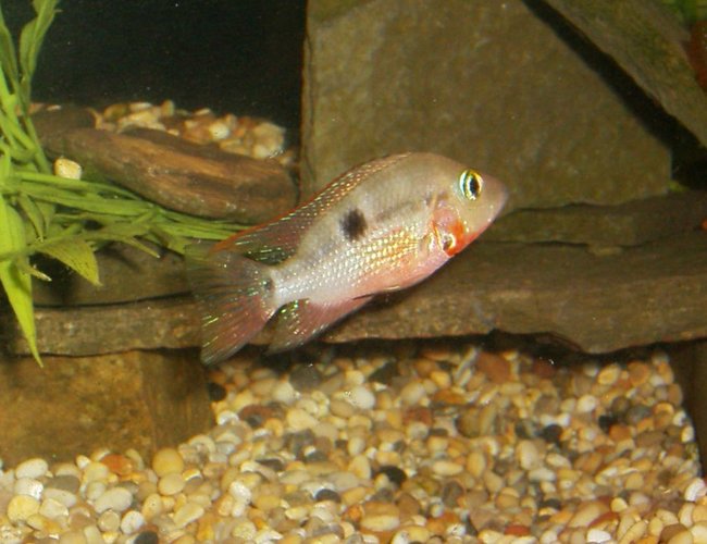 freshwater fish - thorichthys meeki - firemouth cichlid stocking in 90 gallons tank - Firemouth
this fish has a attitude problem freshwater fish - thorichthys meeki - firemouth cichlid stocking in 90 gallons tank - Firemouth
this fish has a attitude problem