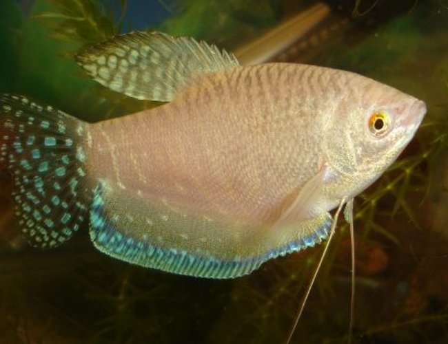 freshwater fish - trichogaster trichopterus - blue gourami stocking in 70 gallons tank - gorami freshwater fish - trichogaster trichopterus - blue gourami stocking in 70 gallons tank - gorami