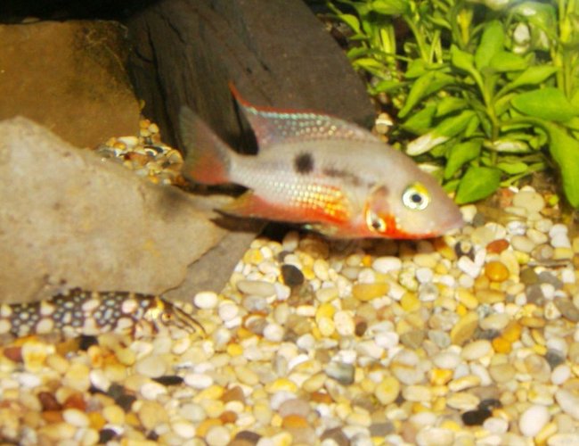 freshwater fish - thorichthys meeki - firemouth cichlid stocking in 90 gallons tank - firemouth 2 freshwater fish - thorichthys meeki - firemouth cichlid stocking in 90 gallons tank - firemouth 2