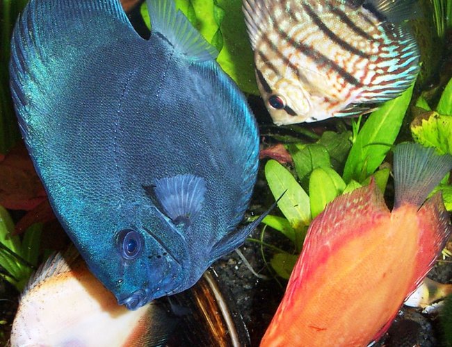 freshwater fish - symphysodon sp. - blue diamond discus stocking in 125 gallons tank - discus, Blue Diamond, red turquoise, red Marlboro, pigeon blood, fresh water clam,
discus belonging to the Symphysodon aequifaciatus family, freshwater fish - symphysodon sp. - blue diamond discus stocking in 125 gallons tank - discus, Blue Diamond, red turquoise, red Marlboro, pigeon blood, fresh water clam,
discus belonging to the Symphysodon aequifaciatus family,
