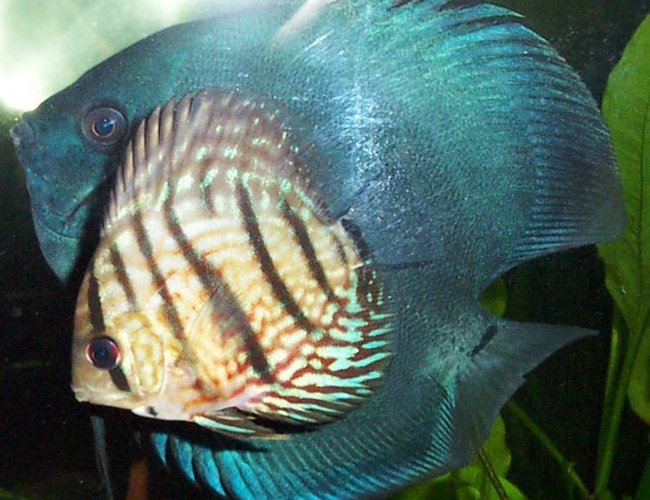 freshwater fish - symphysodon sp. - blue diamond discus stocking in 125 gallons tank - another one showing size diff, not the best quality picture, am not expecting high ratings on this one, but it gives a clarity to the size of the fish, the young red turquoise upfront is about 3.5 inches in lengh the blue diamond is just about double the size of the red turquoise freshwater fish - symphysodon sp. - blue diamond discus stocking in 125 gallons tank - another one showing size diff, not the best quality picture, am not expecting high ratings on this one, but it gives a clarity to the size of the fish, the young red turquoise upfront is about 3.5 inches in lengh the blue diamond is just about double the size of the red turquoise