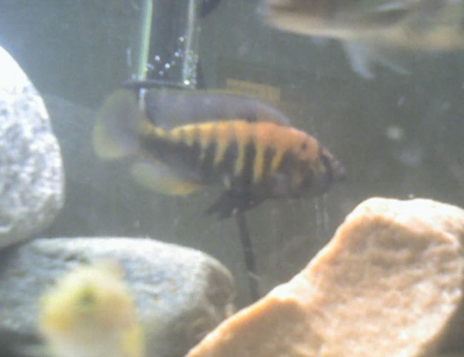 freshwater fish - pundamilia nyererei - nyererei hap stocking in 60 gallons tank - another picture of my green phantom freshwater fish - pundamilia nyererei - nyererei hap stocking in 60 gallons tank - another picture of my green phantom
