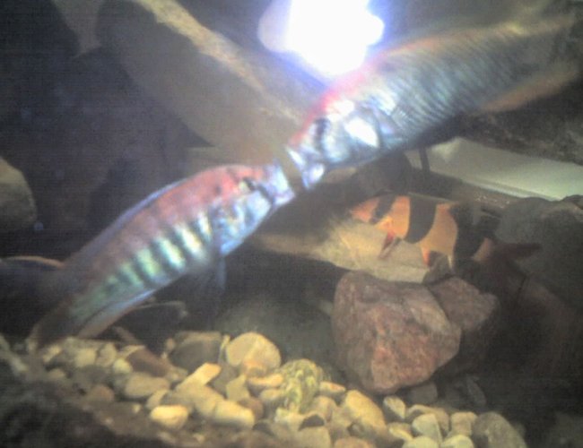 freshwater fish - pundamilia nyererei - nyererei hap stocking in 60 gallons tank - This is a pic of my nyererei and the flameback fighting freshwater fish - pundamilia nyererei - nyererei hap stocking in 60 gallons tank - This is a pic of my nyererei and the flameback fighting