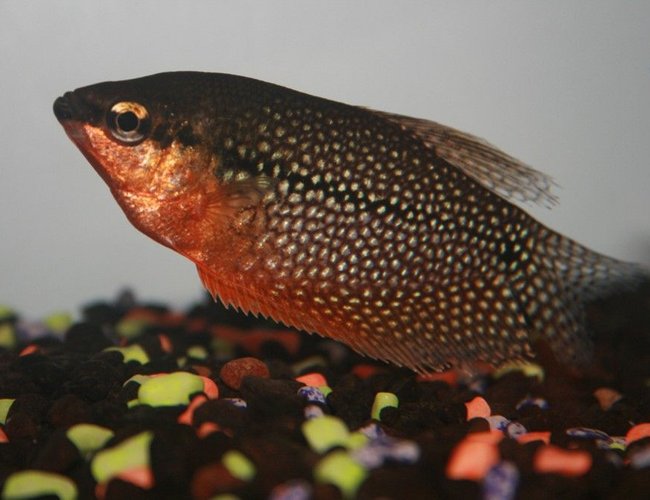 freshwater fish - trichogaster leeri - pearl gourami stocking in 40 gallons tank - Pearl Gourami freshwater fish - trichogaster leeri - pearl gourami stocking in 40 gallons tank - Pearl Gourami