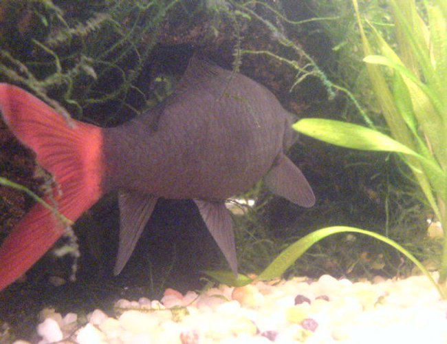 freshwater fish - epalzeorhynchos bicolor - redtail shark stocking in 200 gallons tank - my red tail shark freshwater fish - epalzeorhynchos bicolor - redtail shark stocking in 200 gallons tank - my red tail shark