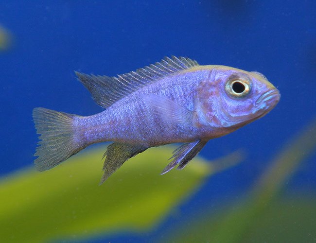 freshwater fish - aulonocara stuartgranti - peacock cichlid stocking in 45 gallons tank - A new african cichlid freshwater fish - aulonocara stuartgranti - peacock cichlid stocking in 45 gallons tank - A new african cichlid