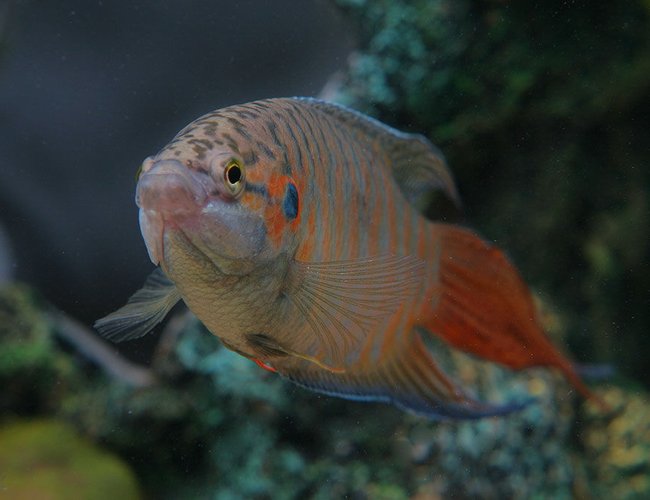 freshwater fish - macropodus opercularis - blue paradise stocking in 45 gallons tank - Red paradised gourami freshwater fish - macropodus opercularis - blue paradise stocking in 45 gallons tank - Red paradised gourami