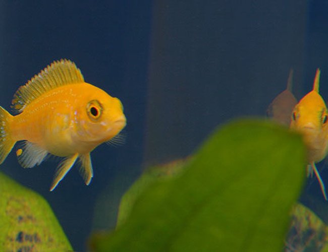 freshwater fish - pseudotropheus estherae - red zebra cichlid stocking in 45 gallons tank - African cichlid freshwater fish - pseudotropheus estherae - red zebra cichlid stocking in 45 gallons tank - African cichlid