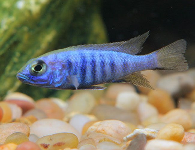 freshwater fish - aulonocara stuartgranti - peacock cichlid stocking in 45 gallons tank - African cichlid freshwater fish - aulonocara stuartgranti - peacock cichlid stocking in 45 gallons tank - African cichlid